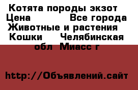 Котята породы экзот › Цена ­ 7 000 - Все города Животные и растения » Кошки   . Челябинская обл.,Миасс г.